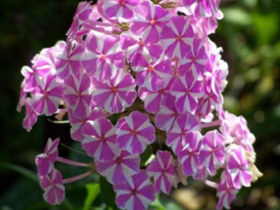 Phlox_Name_entfallen.jpg