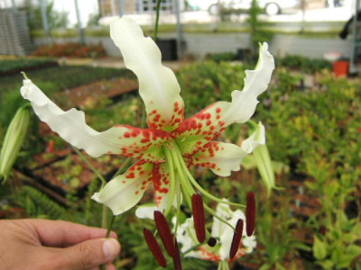 DSCF9763.JPG