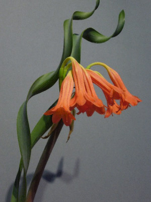 Cyrtanthus_spiralis_Blute2_600x600_80KB.jpg