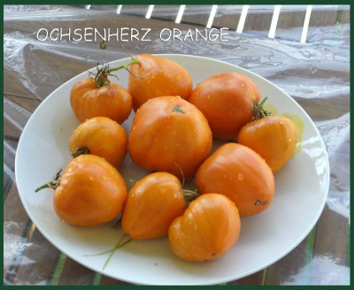 Ochsenherz_orange.jpg