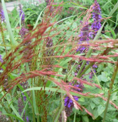 Tef_090903.jpg