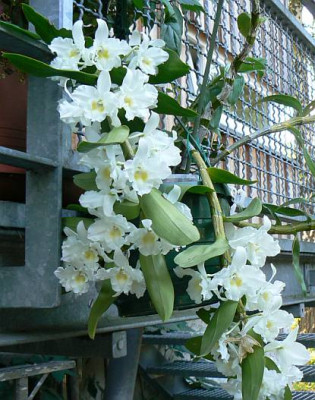 Dendrobium_090901.jpg