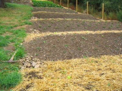 Beerengarten__09.jpg