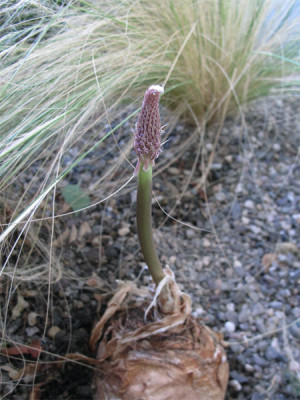 Urginea_maritima_09.jpg