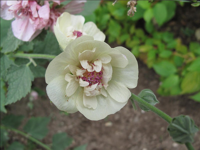 alcea_parkfrieden_hell_zwei.jpg