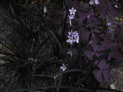 Oxalis_triangularisOphiopog.jpg