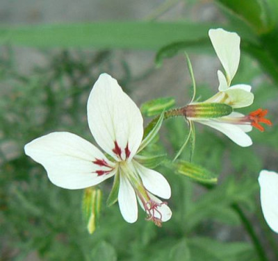 Pelargonium_exhibens.jpg