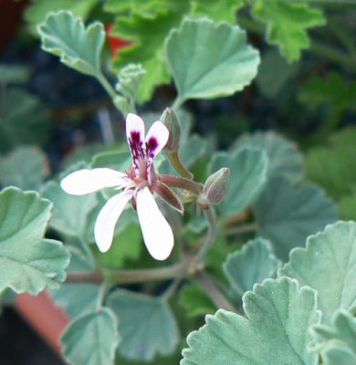 Pelargonium_oxypetalum.jpg