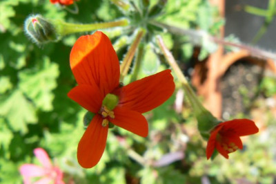 Pelargonium_fulgidum_090831.jpg