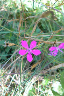 Dianthus_deltoides_090829.jpg