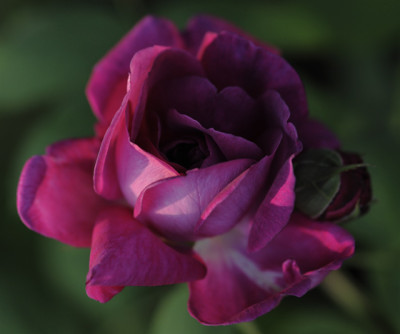 RdV-1834-w.jpg