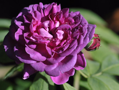 RdV-1912-w.jpg