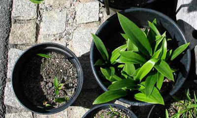 l.henryi-aussat-axel.jpg
