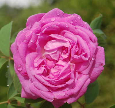 Reine_de_Violettes_Wyss_0010___7821.jpg