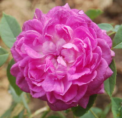 Reine_de_Violettes_AE_0011__7830.jpg