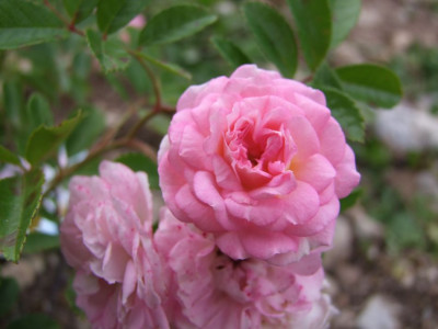 DSCF4218-k.jpg