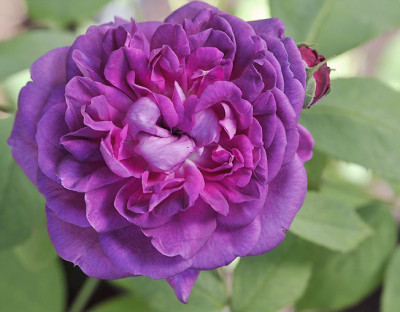 RdV-1924-w.jpg