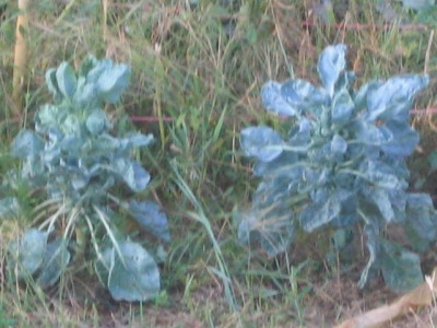 rosenkohle09.jpg