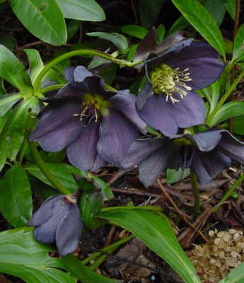 Helleborus_schieferblau_02.jpg