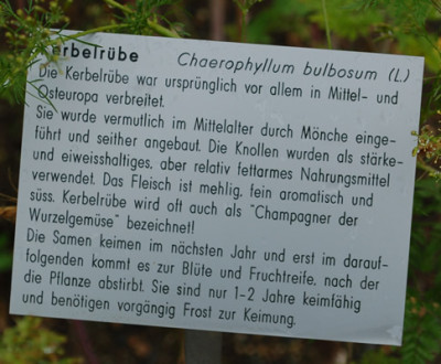 Chaerephyllum_bulbosum__53449_89.jpg