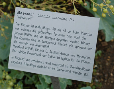 Crambe_maritima__53445_89.jpg