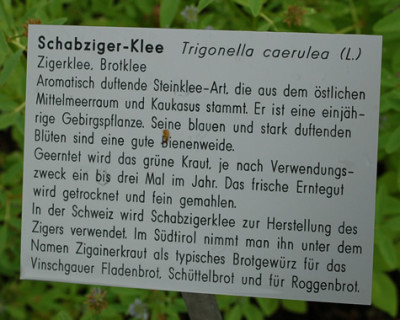 Trigonella_caerulea__53442_92.jpg