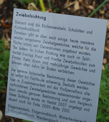 Zwiebel__53370_92.jpg