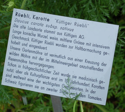 Daucus_carota_Kuttiger_Ruebli__53366_86.jpg