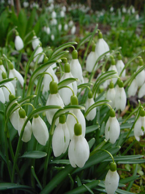 galanthus_12maerz_01.jpg