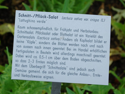 Lactuca_sativa_var._crispa_Lattughino_Verde_53257_92.jpg