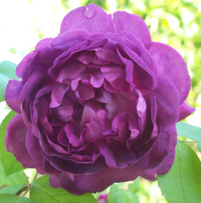 RdV_8685.jpg