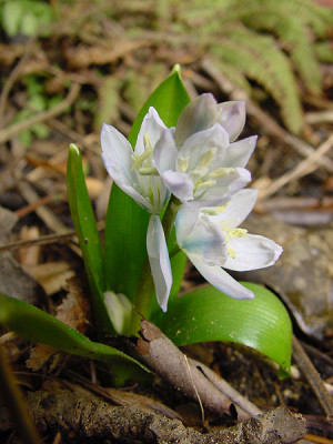 scilla_weissbl_maerz_04.jpg