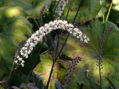 P1220573.JPG