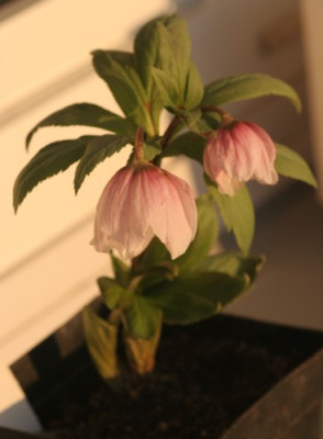 helleborus_thibetanus_1560.jpg