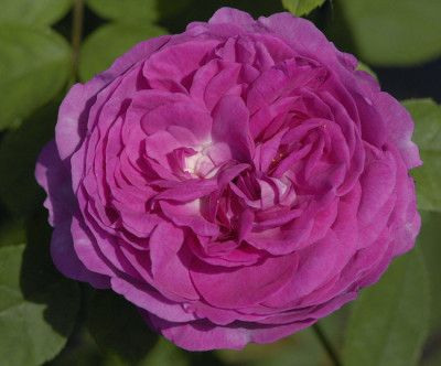 RdV-rosa_3170.jpg