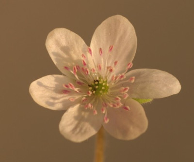 hepatica_athesia_weisse_unschuld_1558.jpg
