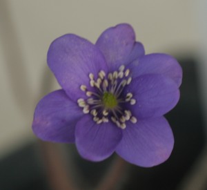 hepatica_blue_jewel_1563.jpg