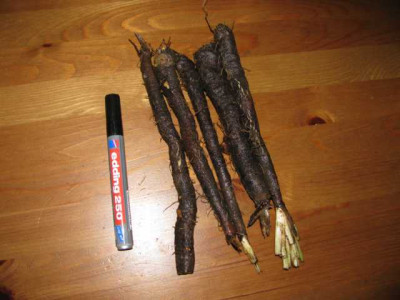 K640_IMG_1036.JPG