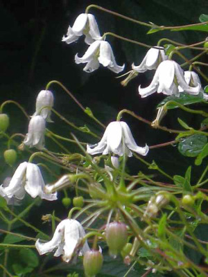 Clematis_Kaiu_IMG_3689.jpg