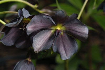 helleborusblau_N10601.jpg