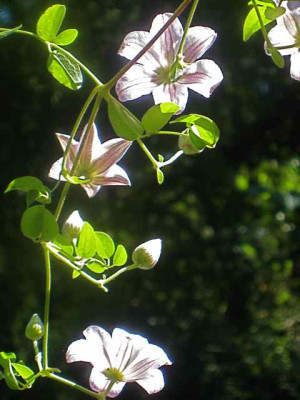 unbek_Cl.2_IMG_3637.jpg