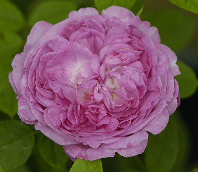RdV-rosa-3494_b.jpg