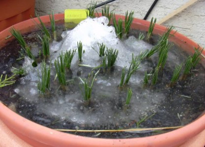 geeisterkrokus1.JPG