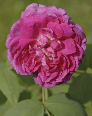 _7B02317-orig-WB_b.jpg