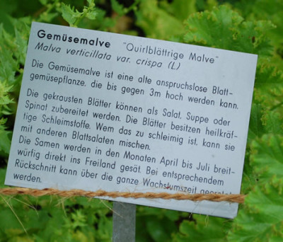 Malva_verticillata_var._crispa__53260_86.jpg