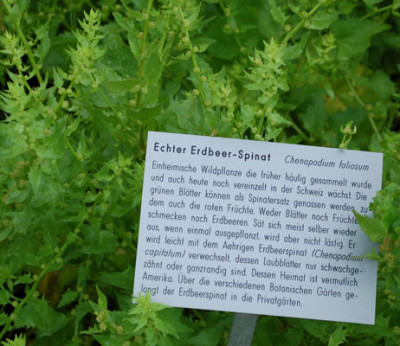 Chenopodium_foliosum__53262_86.jpg