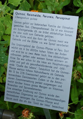 Chenopodium_quinoa__53273_86.jpg