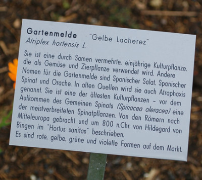 Atriplex_hortensis_Gelbe_Lacherez__53275_92.jpg
