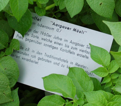 Solanum_tuberosum_Aargauer_Musli__53276_85.jpg