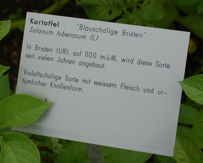Solanum_tuberosum_Blauschalige_Bristen__53279_95.jpg